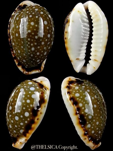 Naria labrolineata nashi 19,2 mm Gem-0
