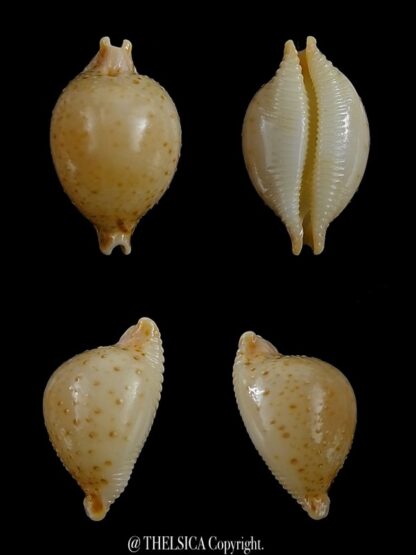 Pustularia cicercula cicercula 18,1 mm Gem-0