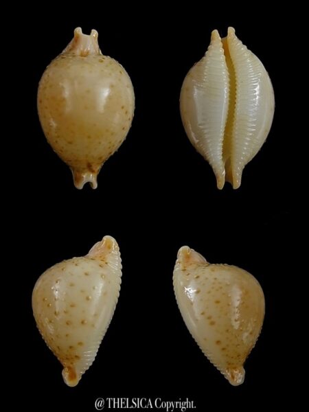 Pustularia cicercula cicercula 18,1 mm Gem-0