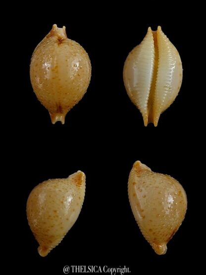 Pustularia cicercula cicercula 18,51 mm Gem-0