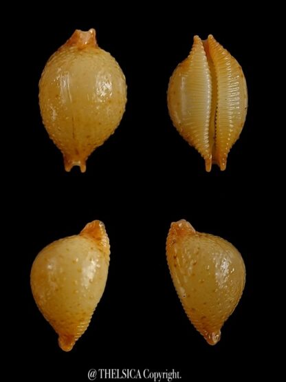 Pustularia cicercula cicercula 18,5 mm Gem-0