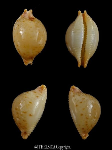 Pustularia cicercula cicercula 18 mm Gem-0