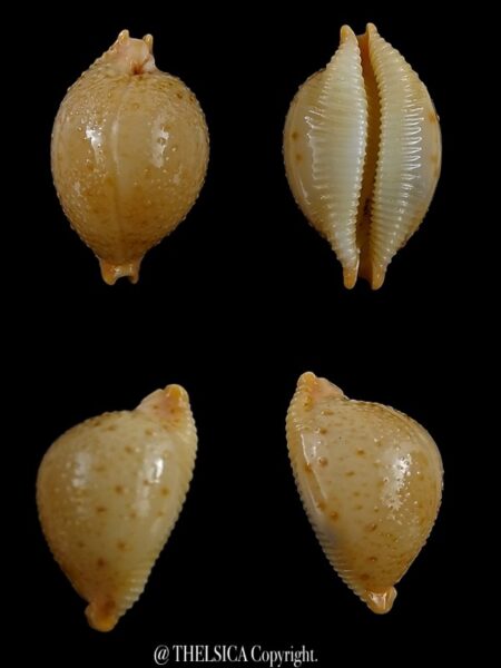 Pustularia cicercula cicercula 19,1 mm Gem-0
