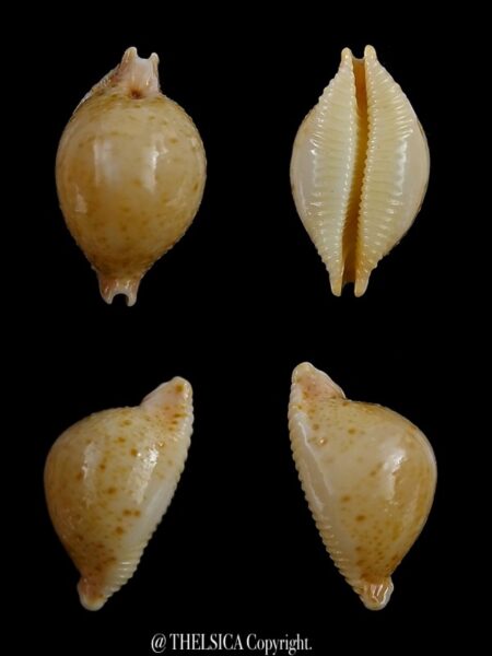 Pustularia cicercula cicercula 19,8 mm Gem-0