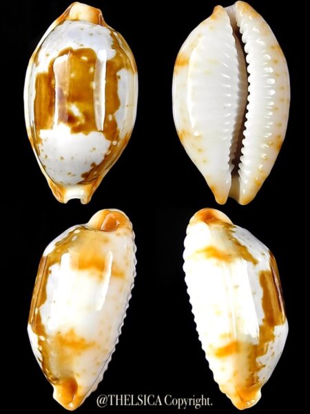 Bistolida stolida crossei 26,3 mm Gem-0