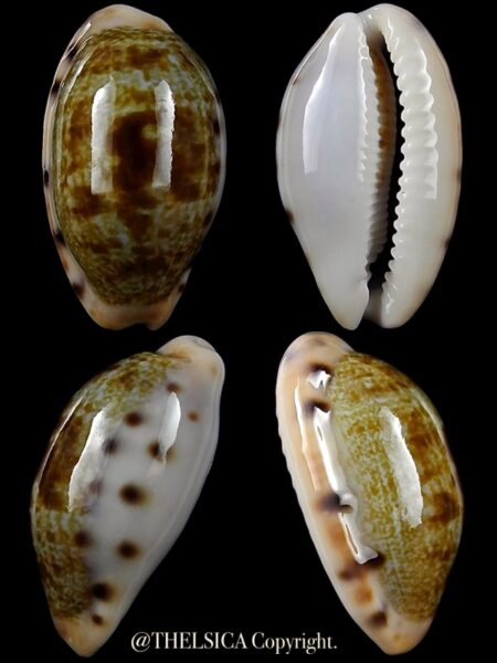 Talostolida pellucens 28,1 mm Gem-0