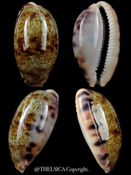 Talostolida pellucens 36,8 mm Gem-0
