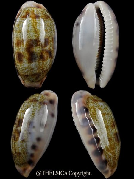 Talostolida pellucens 36,9 mm Gem-0
