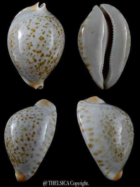 Zoila friendii kostini ... Blue ... 73,1 mm F+++/Gem-0