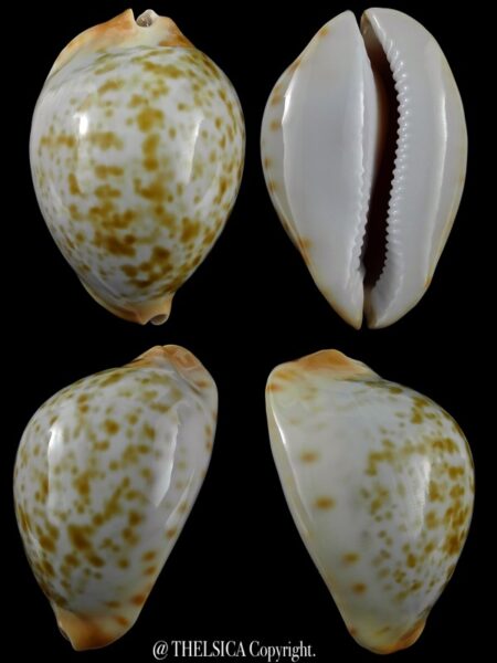 Zoila friendii kostini ...DWARF...59,2 mm Gem-0