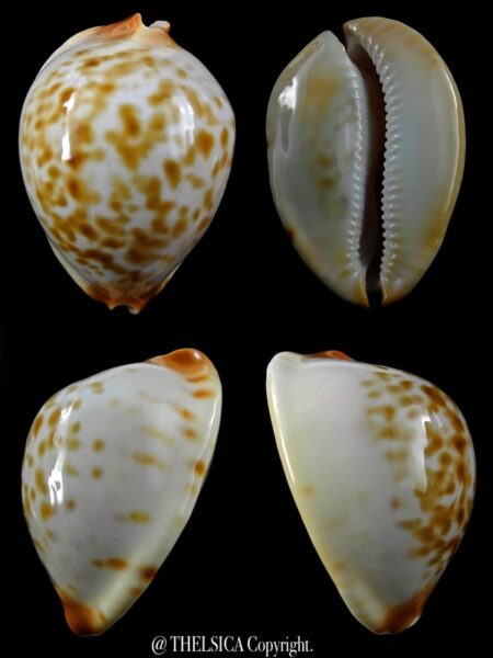 Zoila jeaniana aurata 66,2 mm Gem-0