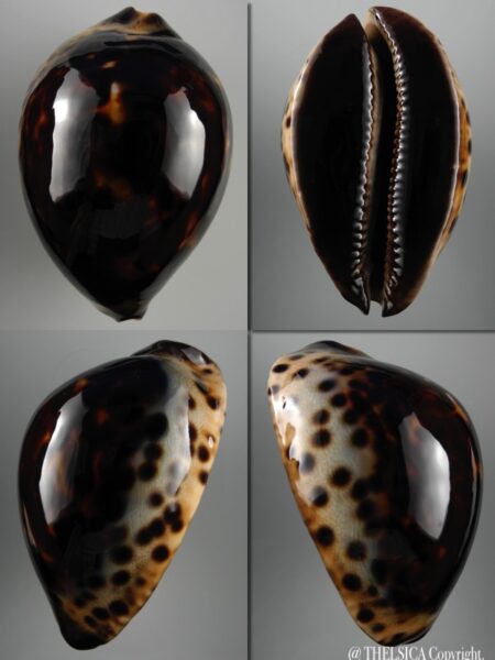 Zoila Jeaniana jeaniana .. BLACK ... 82 mm Gem-0