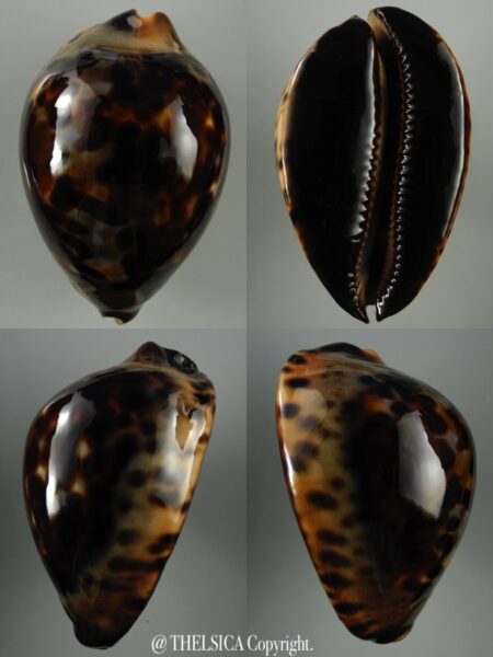 Zoila jeaniana jeaniana ..Dark .. 75,5 mm Gem-0