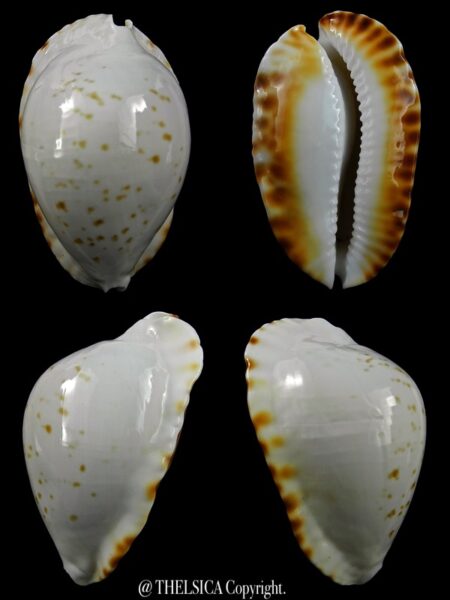 Zoila marginata bataviensis 50,1 mm Gem (-)-0