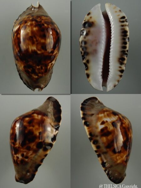 Zoila marginata consueta... Dark ... 57,4 mm Gem-0