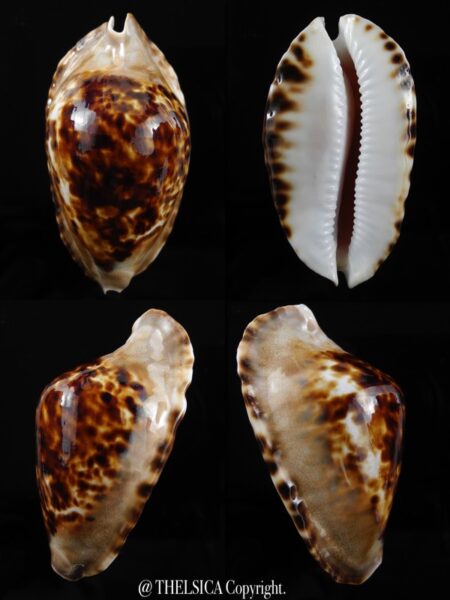 Zoila marginata consueta ...Dark.. 65 mm Gem (-)-0