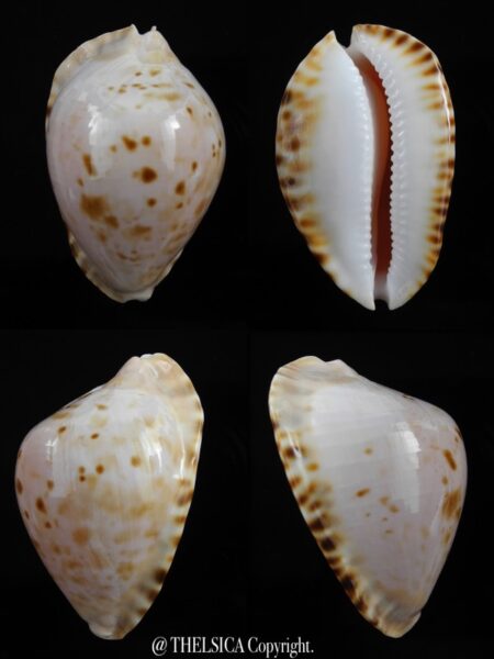 Zoila marginata marginata ... 50,9 mm Gem (-)-0