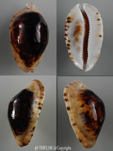 Zoila marginata consueta .. Dark .. 64 mm Gem-0