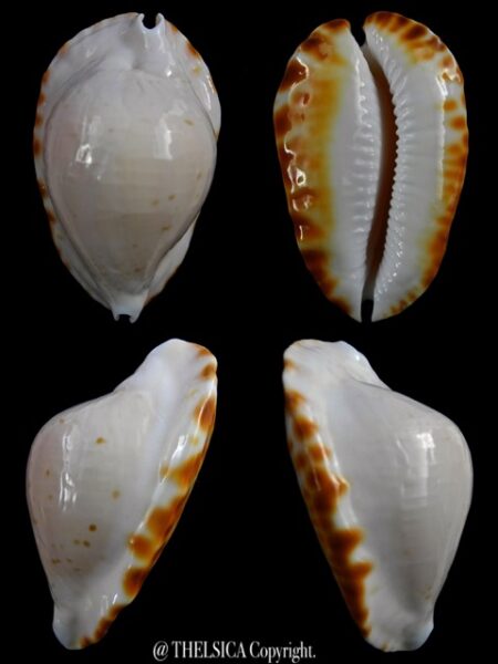 Zoila marginata ketyana lutea 49,1 mm F+++/Gem-0