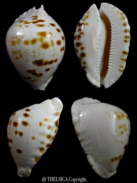 Zoila marginata orientalis 59,7 mm F+++/Gem-0