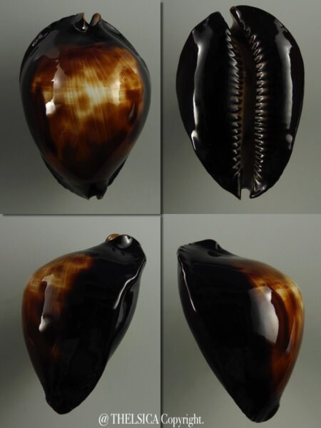 Zoila raywalkeri ...Black ... 50 mm Gem-0