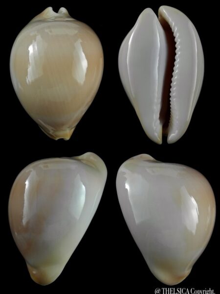 Zoila venusta bakeri 68,2 mm Gem-0