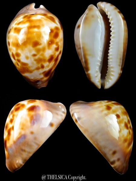 Zoila venusta roseopunctata ..Gold.... 66,8 mm F+++/Gem(-)-0