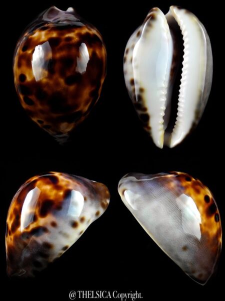 Zoila venusta roseopunctata ... Dark ... 71,3 mm Gem-0