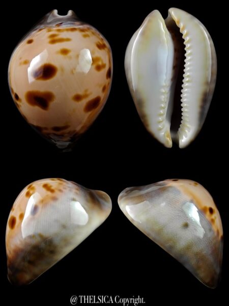 Zoila venusta roseopunctata 71,7 mm Gem-0