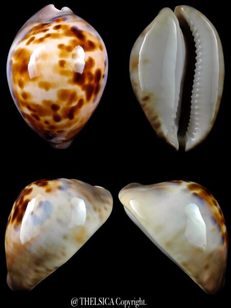 Zoila venusta roseopunctata 75,1 mm Gem-0