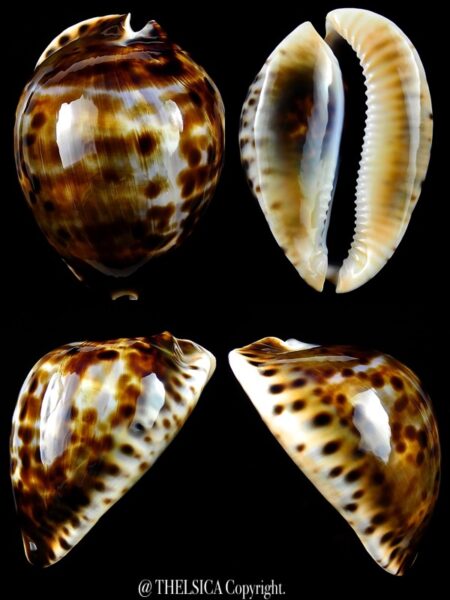 Zoila friendii vercoi 62,3 mm Gem-0