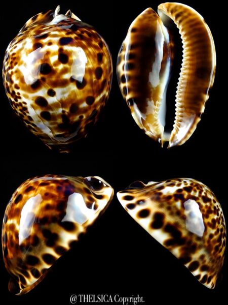 Zoila friendii vercoi 68,5 mm F+++/Gem-0