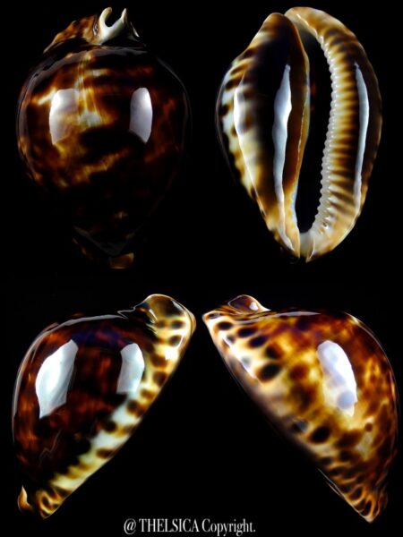 Zoila friendii vercoi 70,5 mm Gem-0