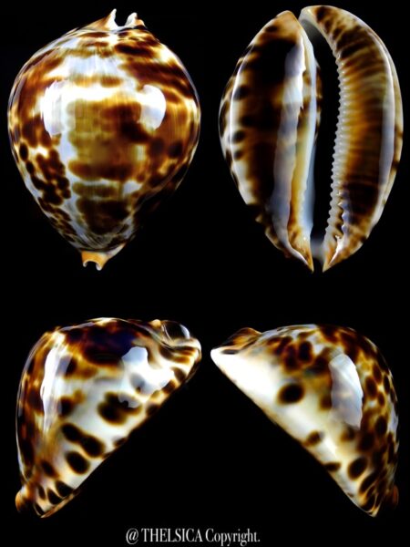 Zoila friendii vercoi 77,5 mm Gem-0