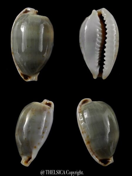 Bistolida brevidentata brevidentata ... No blotch... 20 mm Gem-0