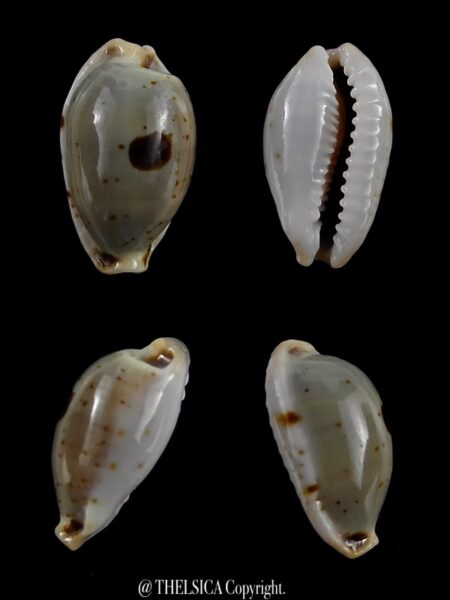 Bistolida brevidentata brevidentata 19,6 mm Gem-0