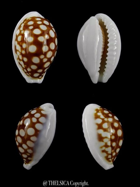 Cribrarula cribraria australiensis 21,1 mm Gem-0