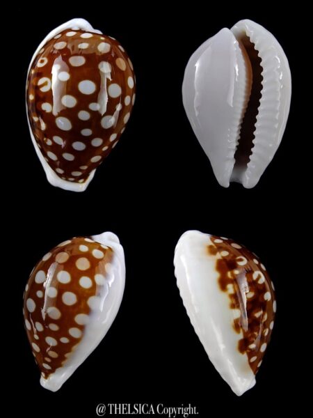 Cribrarula exmouthensis rottnestensis 29,3 mm Gem-0