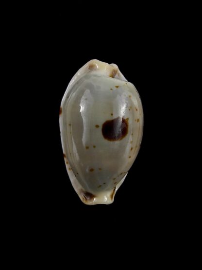 Bistolida brevidentata brevidentata 19,6 mm Gem-24816