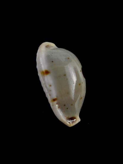 Bistolida brevidentata brevidentata 19,6 mm Gem-24819