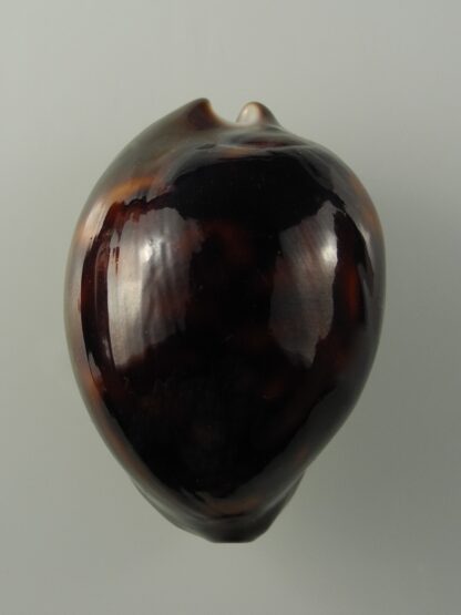 Zoila venusta episema sorrentensis ...Black... 54,5 mm Gem (-)-24795