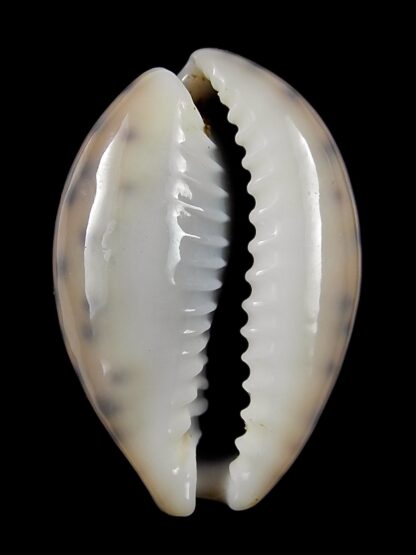 Pseudozonaria robertsi 29,7 mm Gem-25395
