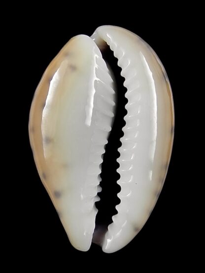 Pseudozonaria robertsi 26,5 mm Gem-25366