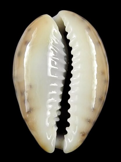 Pseudozonaria robertsi 24,7 mm Gem-25346