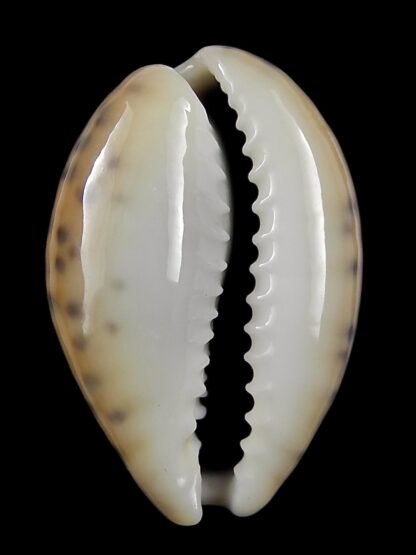 Pseudozonaria robertsi 28,2 mm Gem-25386
