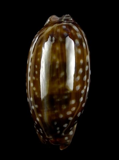 Macrocypraea (Lorenzicypraea) cervinetta " DWARF " 36,2 mm Gem-25195