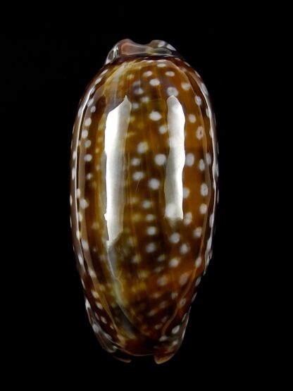 Macrocypraea (Lorenzicypraea) cervinetta " DWARF " 39,3 mm F+++/GEM-25250