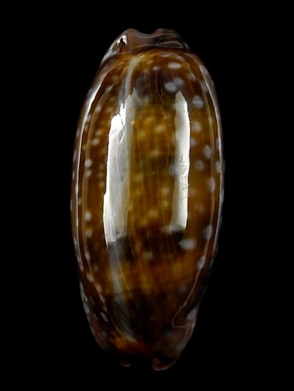 Macrocypraea (Lorenzicypraea) cervinetta "DWARF " 39,3 mm Gem-25230