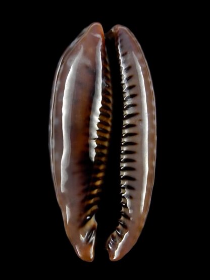 Macrocypraea (Lorenzicypraea) cervinetta "DWARF " 39,3 mm Gem-25231