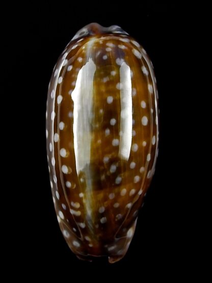 Macrocypraea (Lorenzicypraea) cervinetta " DWARF " 39,2 mm Gem-25240